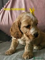 Cocker Spaniel dogs Stunning! Golden Kc Show Type Cocker Spaniels. - Advert 8