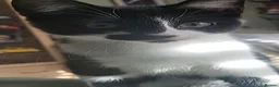 Mixed Breed cats for sale: Can't afford to keep and to many to manage  - Advert 4