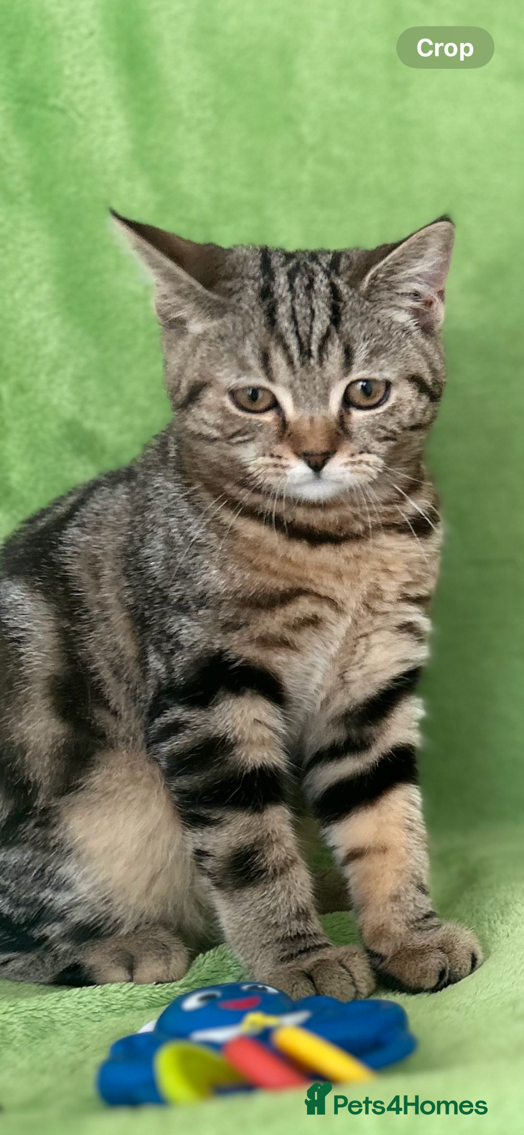 Scottish Fold cats for sale: Kittens Ready for Their Forever Homes - Image 6