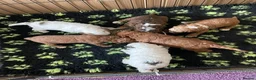 Cockapoo dogs for sale: Cockerpoo puppies for sale - Advert 4
