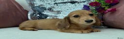 Miniature Dachshund dogs for sale: Minature dachshund ready now - Advert 3