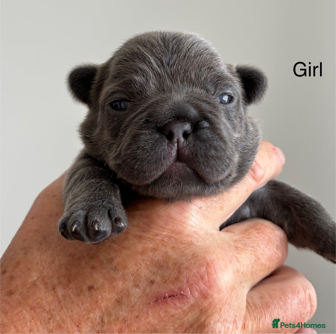 French Bulldog dogs for sale: French Bulldog Puppies - Image 4