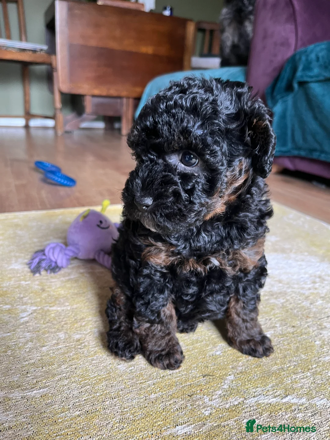 Toy Poodle dogs for stud: Quinn Red & white Toy Poodle for Stud ONLY. in Northampton - Advert 6