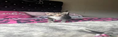 Brown Mackarel Tabby 1