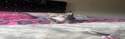 Domestic Shorthair cats for sale: 6 Curious Loving Domestic Shorthair Kittens - Advert 13