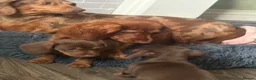 Dachshund dogs for sale: Very small miniature dachshund girl - Advert 5