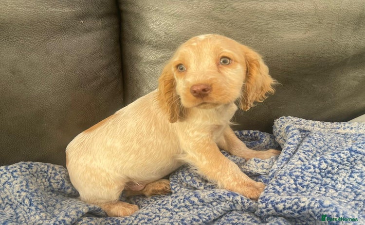 Cocker Spaniel dogs - Advert 15