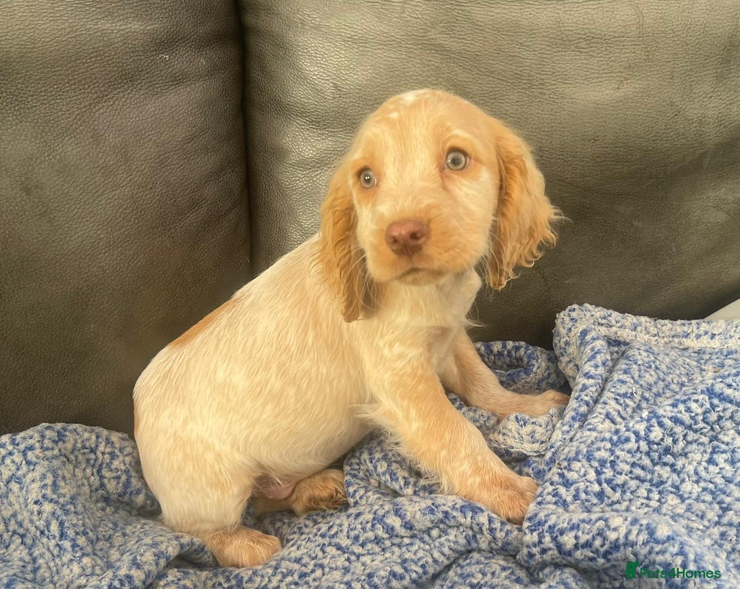 Cocker Spaniel dogs for sale: Beautiful cocker spaniel pups  - Image 4