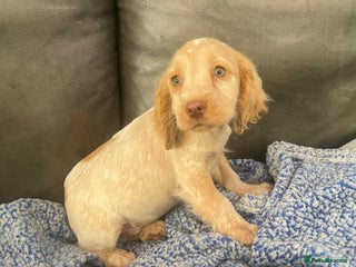 Cocker Spaniel dogs - Advert 11