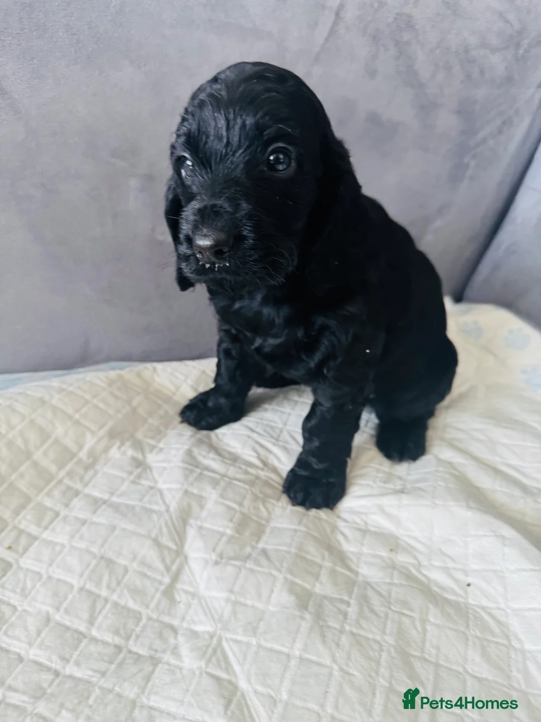 Cockapoo dogs for sale: F2 cockapoo puppies  - Advert 5