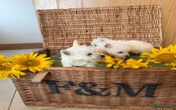 West Highland Terrier dogs for sale: Westie puppies  - Image 10