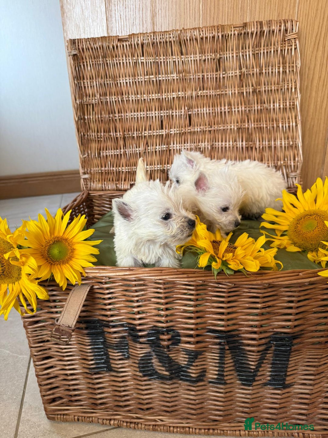 West Highland Terrier dogs for sale: Westie puppies  - Image 10