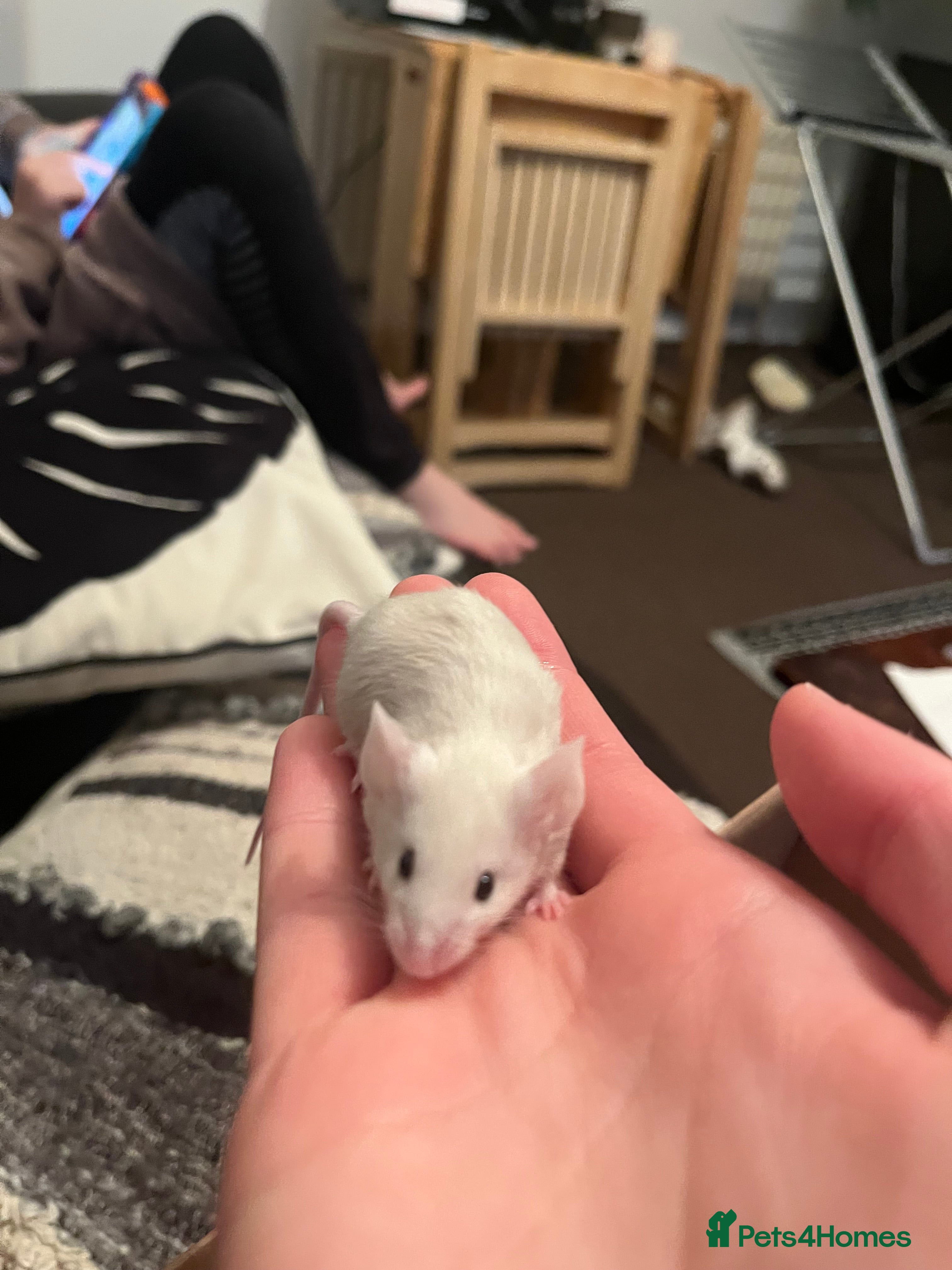 Mouse rodents  3x baby female fancy mice  - Advert 16