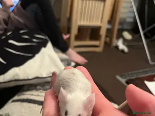 Mouse rodents 3x baby female fancy mice - Advert 16