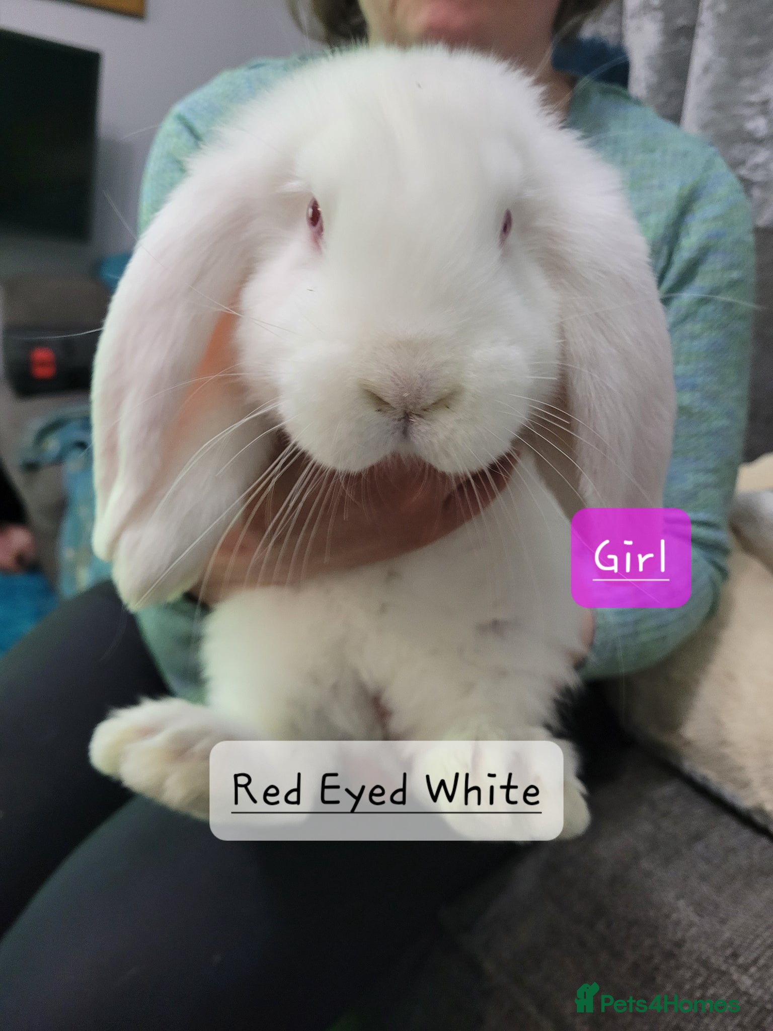 French Lop rabbits Pure Bred French Lop babies - Advert 2