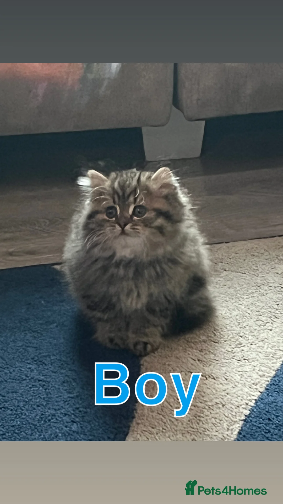 British Longhair cats for sale: British Semi Haired Kittens - Advert 1