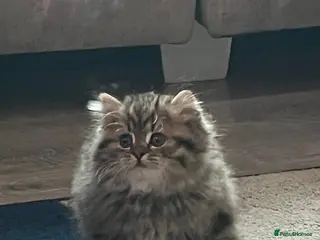 British Longhair cats British Semi Haired Kittens - Advert 1