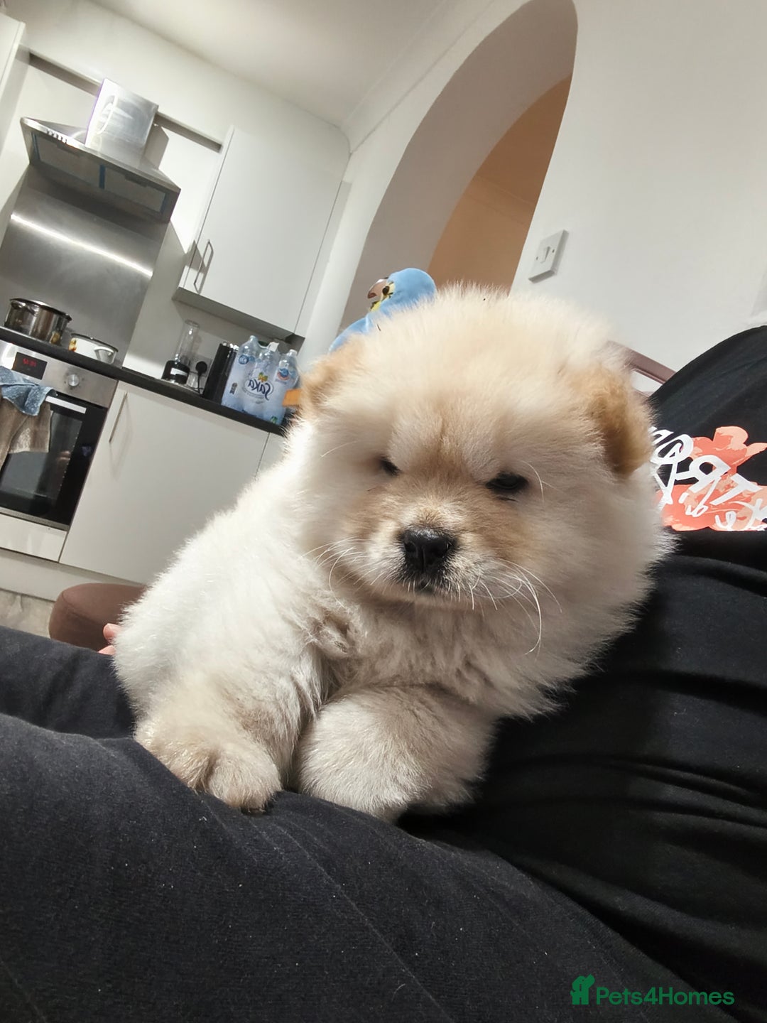 Chow Chow dogs for sale: Chow chow - Image 4