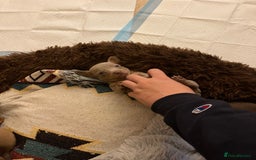 Chiweenie dogs for sale: Chiweenies for sale - Image 4