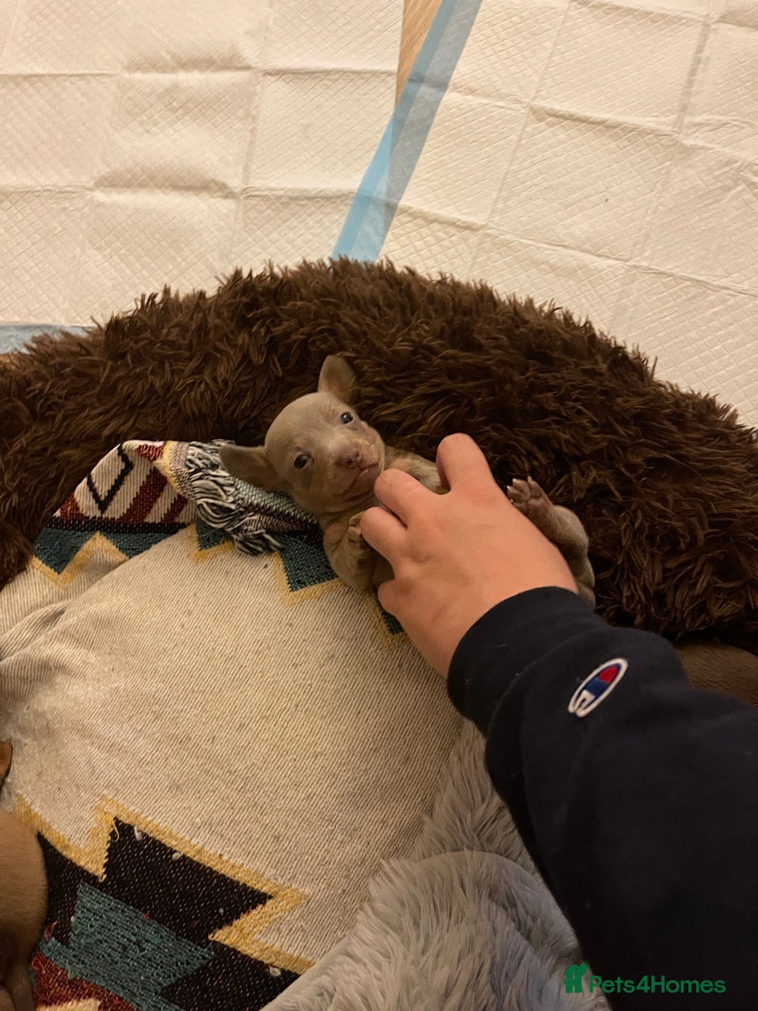 Chiweenie dogs for sale: Chiweenies for sale - Image 4