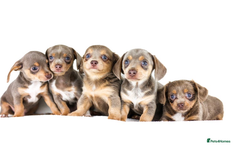 Dachshund dogs - Advert 1