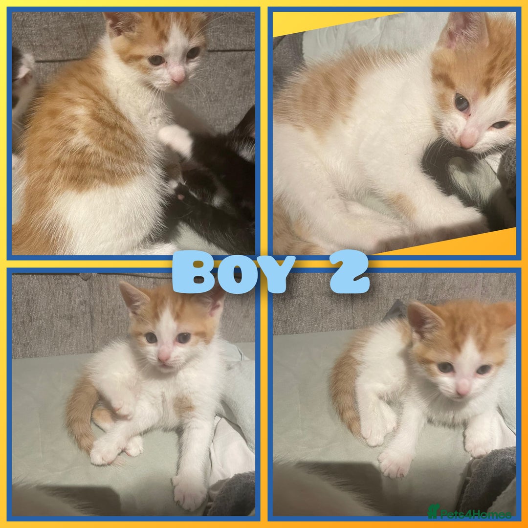 Mixed Breed cats for sale: 8 cute kittens for sale - 5 boys, 3 girls  - Image 9