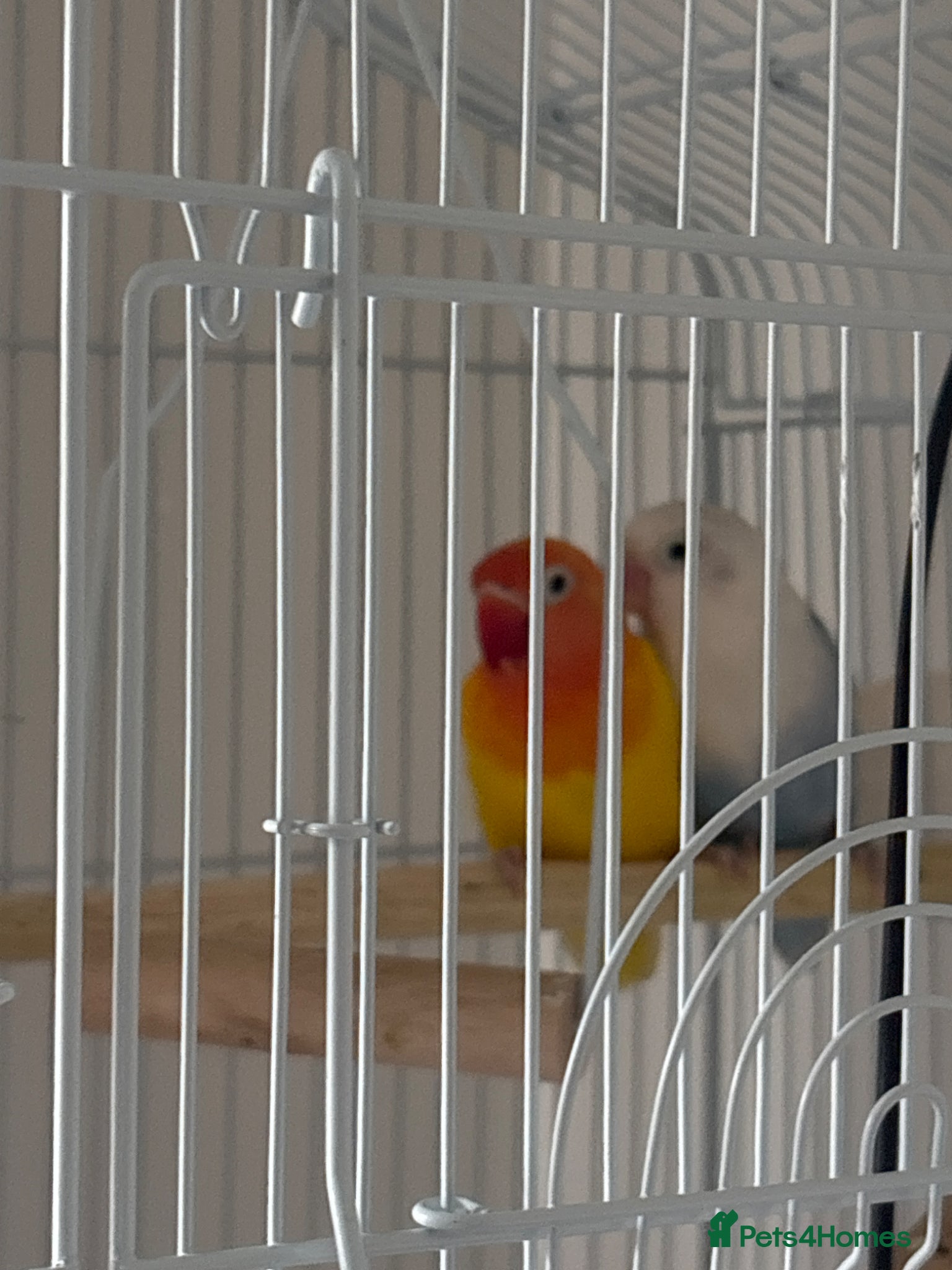 Lovebirds birds Pair of love birds  - Advert 1