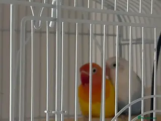 Lovebirds birds Pair of love birds - Advert 1