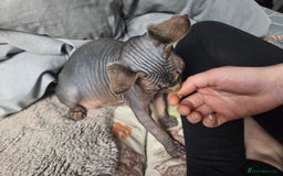 Sphynx cats for sale: 5 month old blue tabby sphynx kitten - Advert 7