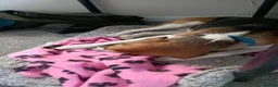 Beagle dogs for sale: Beagle needs new home  - Advert 2