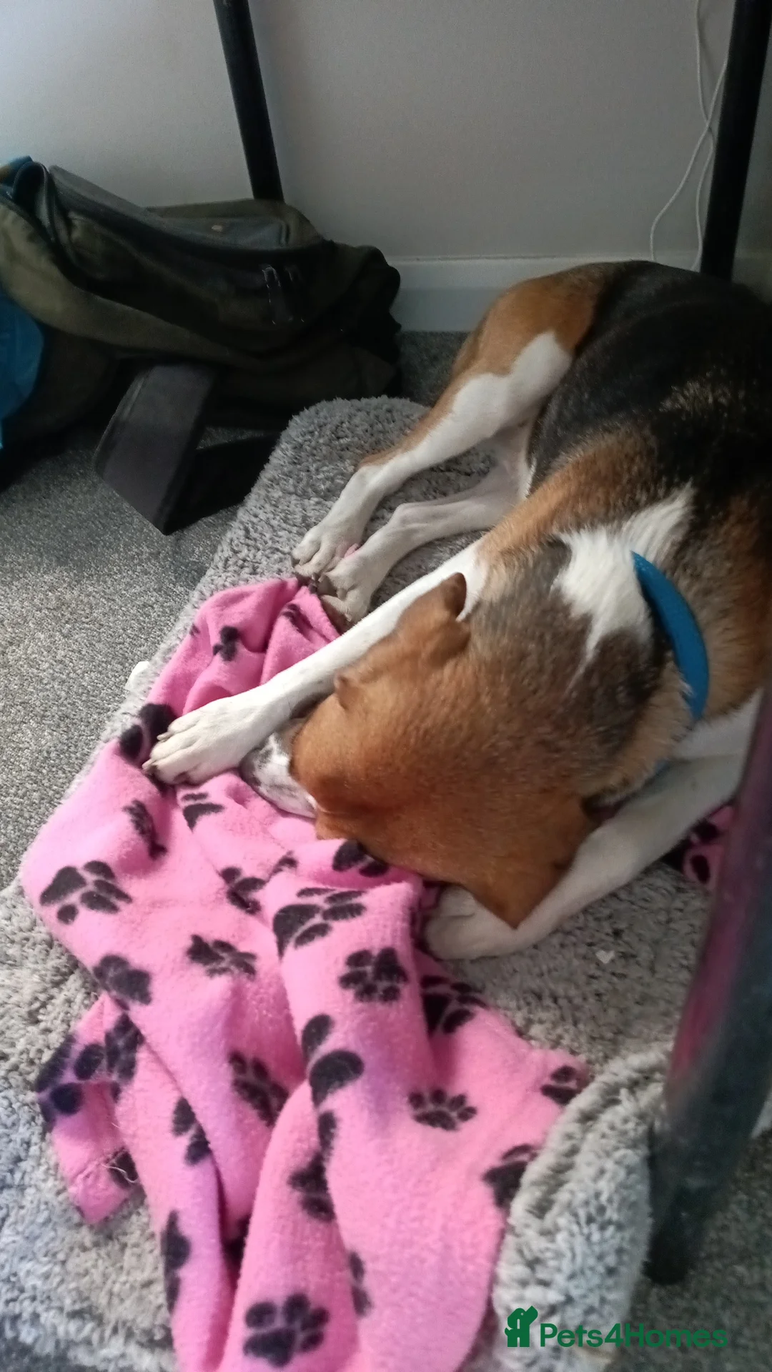 Beagle dogs for sale: Beagle needs new home  - Advert 2