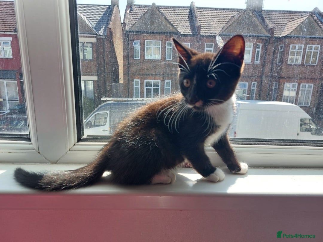 British Shorthair cats for sale: British short hair  - Image 2