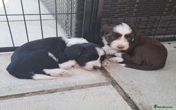 Tibetan Terrier dogs for sale: Tibetan Terrier puppies  - Image 1