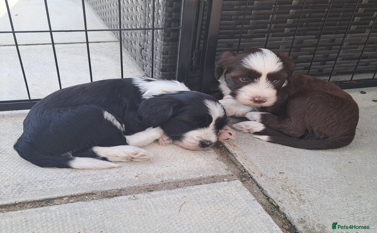 Tibetan Terrier dogs - Advert 1