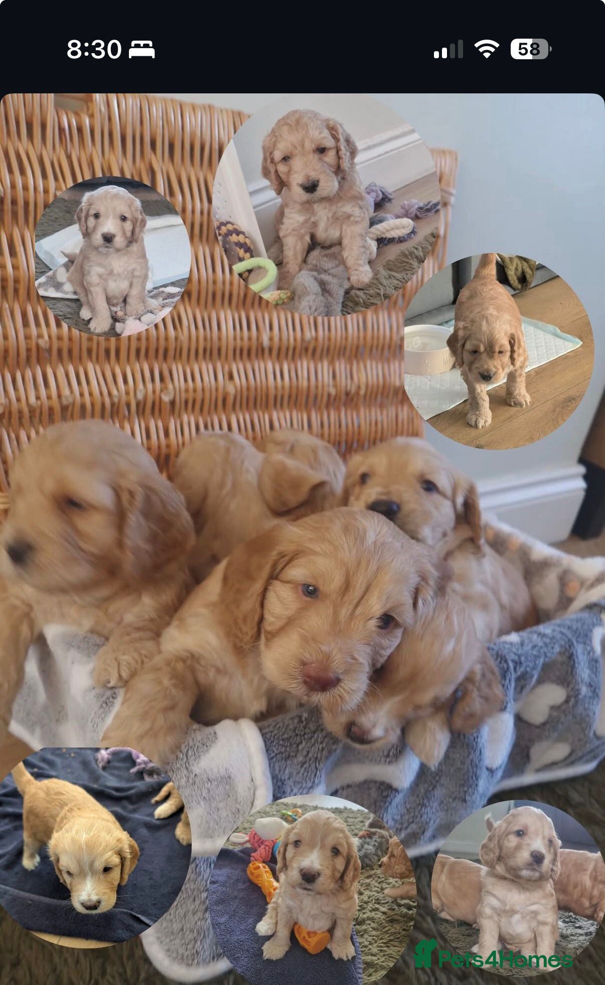 Cockapoo dogs for sale: Last beautiful boy left Gorgeous Golden Cockerpoo - Advert 23