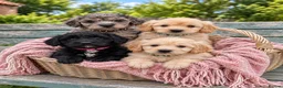 Mini Goldendoodle dogs for sale: Stunning Merle, Red & Back Mini Golden Doodles - Advert 1
