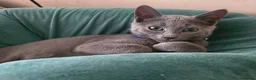 Russian Blue cats for sale: Russian Blue boy , N.London - Advert 6