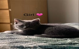 British Shorthair cats for sale: British Blue Kittens - Image 17