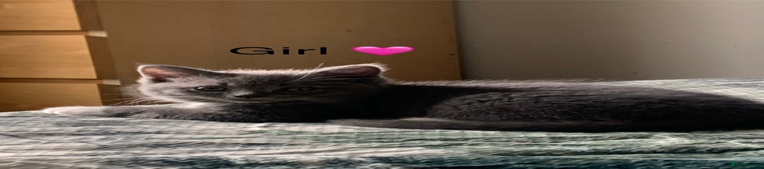 British Shorthair Kitten 3