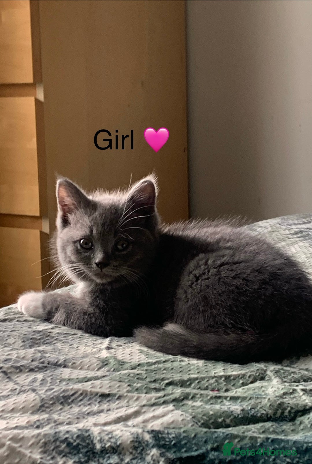 British Shorthair cats for sale: British Blue Kittens - Image 17