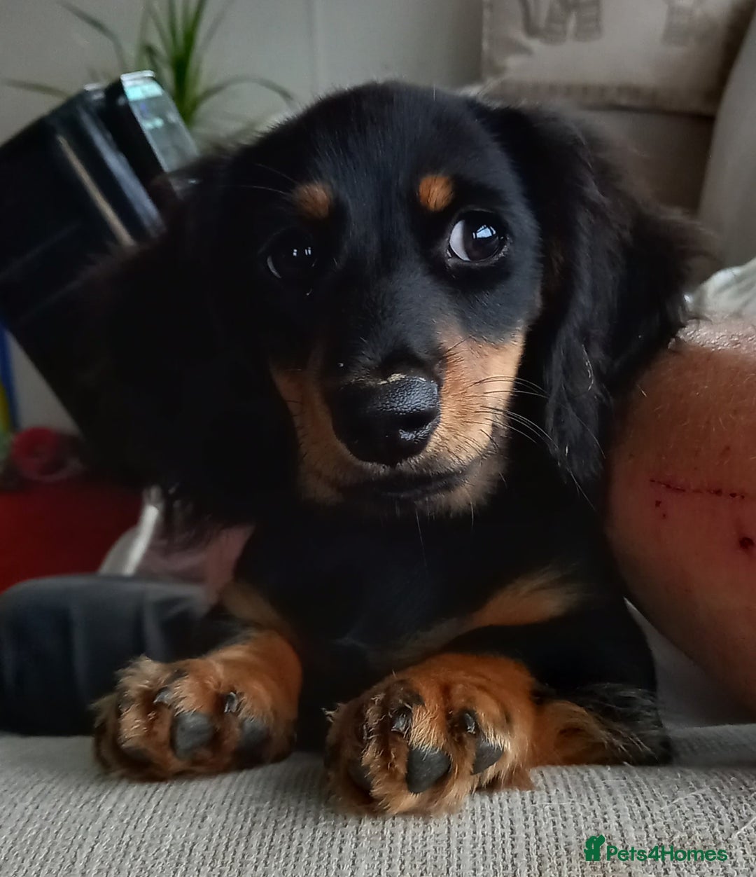 Miniature Dachshund dogs for sale: Miniature dashchund  - Advert 1