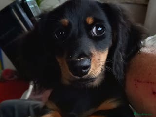 Miniature Dachshund dogs Miniature dashchund - Advert 1