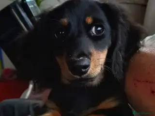 Miniature Dachshund dogs Miniature dashchund - Advert 15