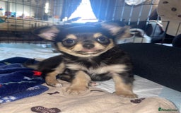 Chihuahua dogs for sale: 🐾Long haired chihuahua pups🐾2 boys💙💙1 girl💜 - Image 4