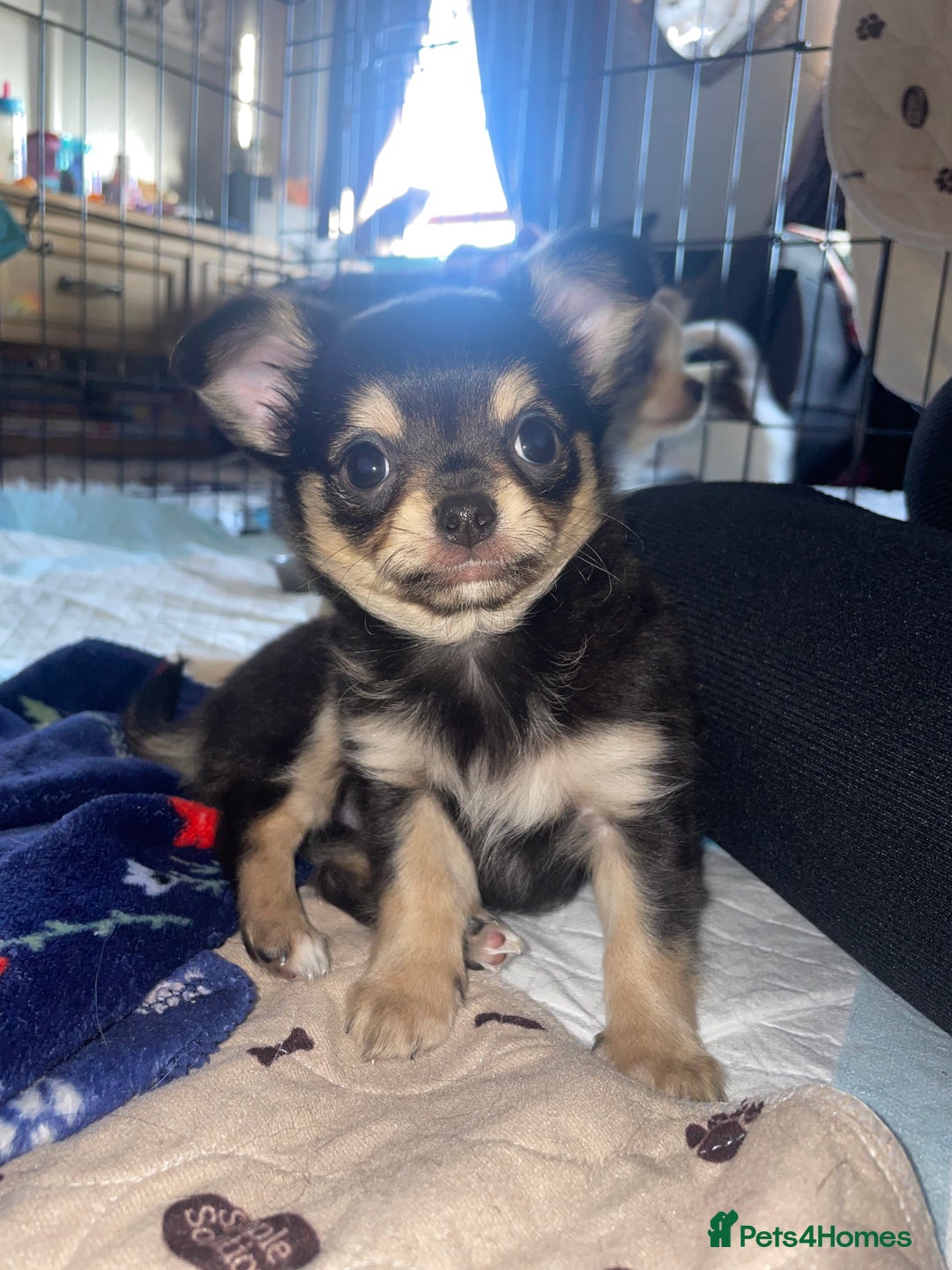 Chihuahua dogs for sale: 🐾Long haired chihuahua pups🐾2 boys💙💙1 girl💜 - Image 4