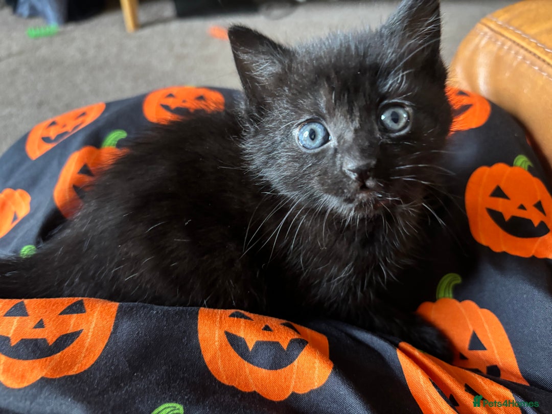 Mixed Breed cats for sale: Beautiful playful kittens  - Image 11