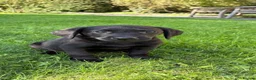 Labrador Retriever dogs for sale: Well bred KC Reg Labrador puppies - Advert 4