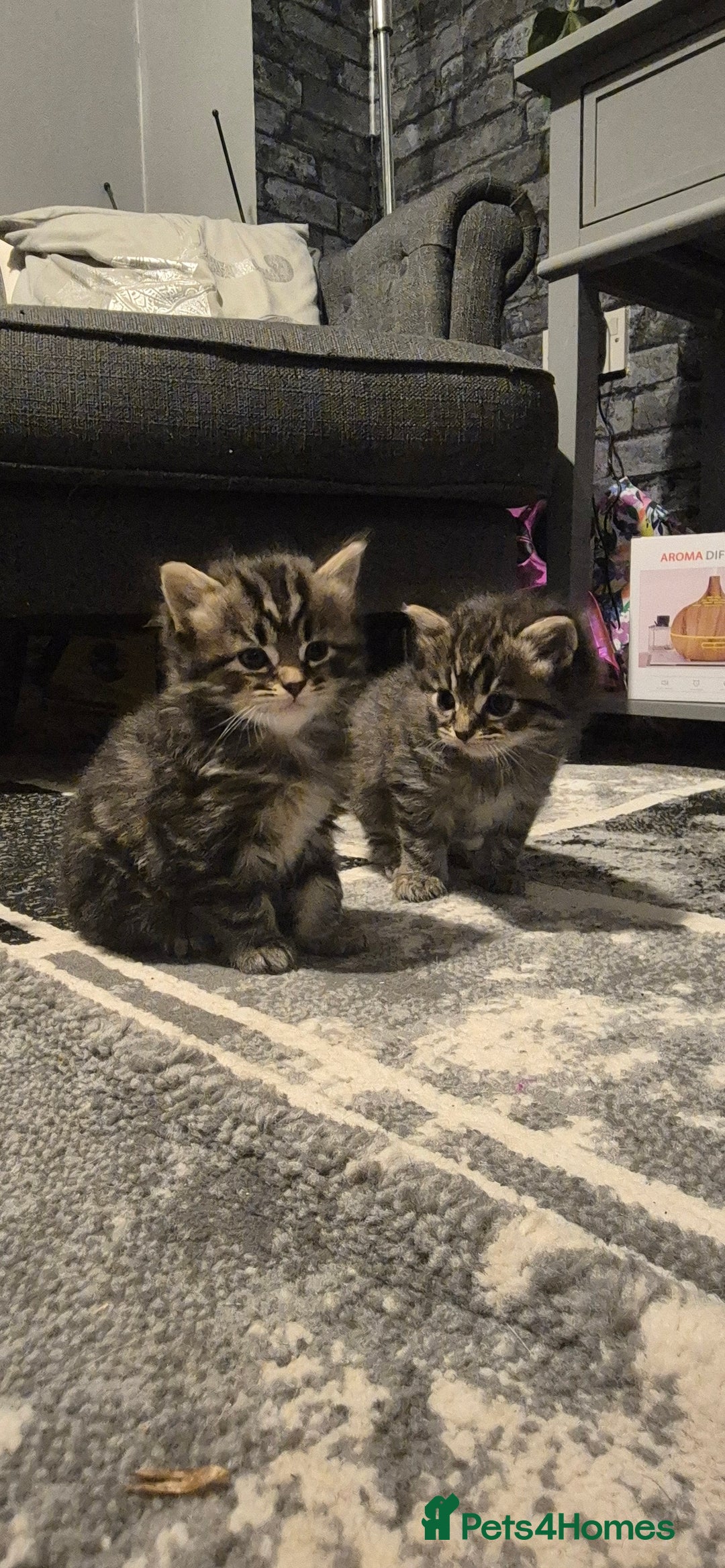 Mixed Breed cats for sale: Kittens silver tabby Britishshort-hairxmaincoon  - Advert 14