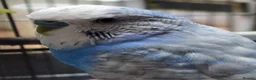 Budgerigars birds for sale: Budgies for sale in Mansfield - Advert 2