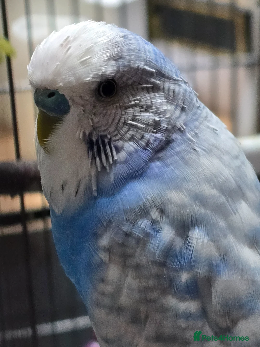 Budgerigars birds for sale: Budgies for sale in Mansfield - Advert 2